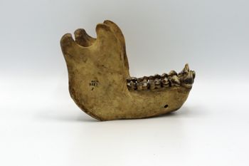 Media type: image;   Mammalogy BOM-9587 Description: Gorilla jaw right lateral view;